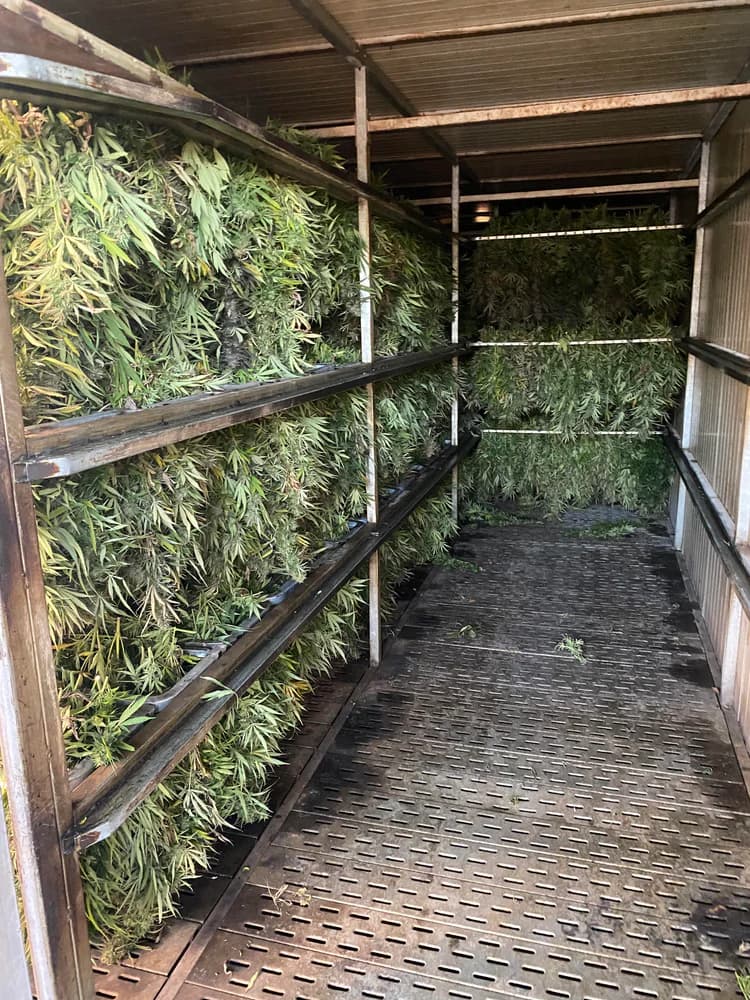 Sušení - krok procesu Cannapopolis