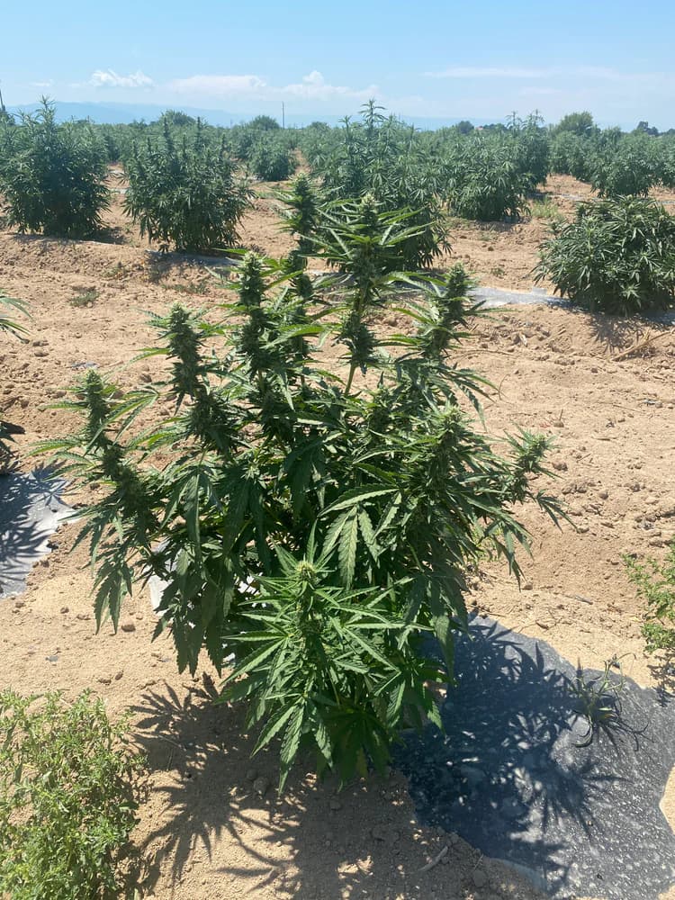 Kvetení - krok procesu Cannapopolis