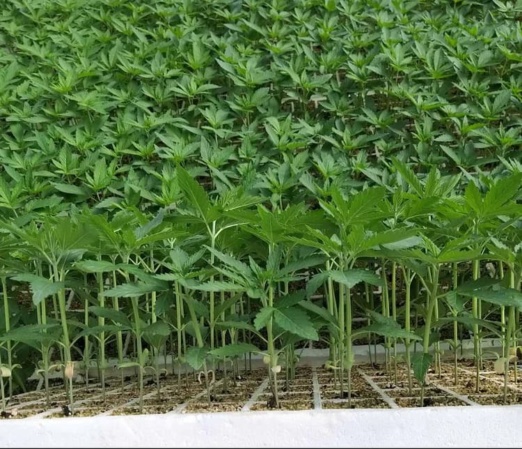 Výsadba - krok procesu Cannapopolis