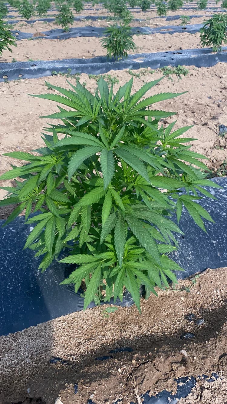 Vegetace - krok procesu Cannapopolis