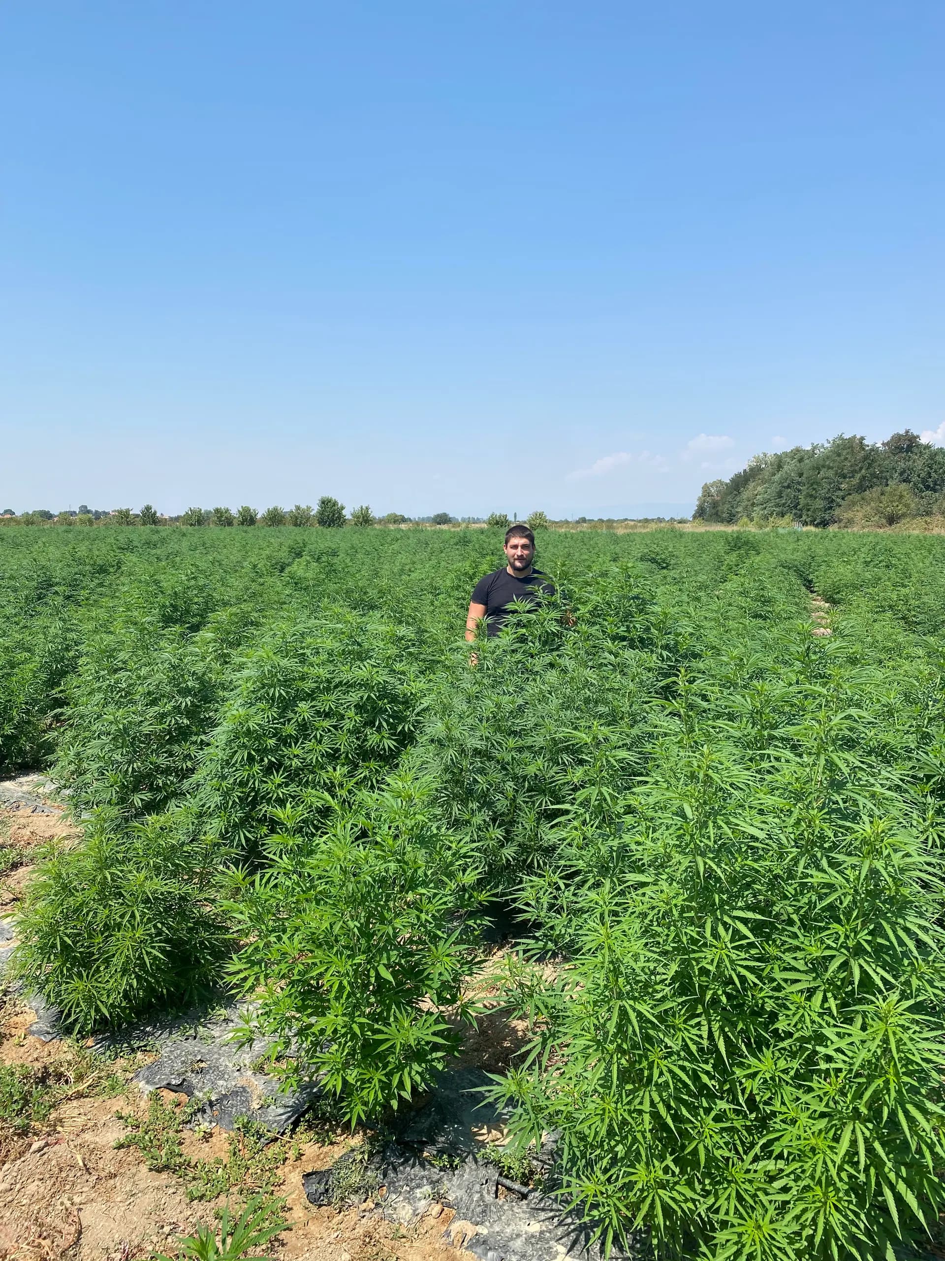 Yordan Milenov, zakladatel Cannapopolis, v konopném poli